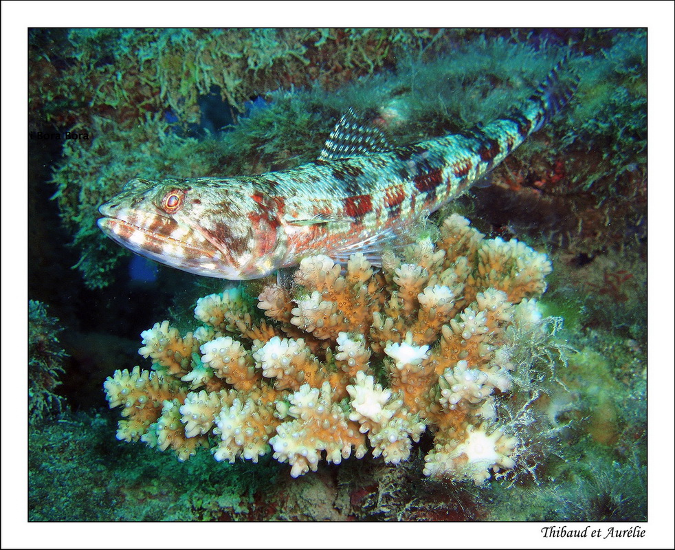 2009   08   Plongee Bora bora 13